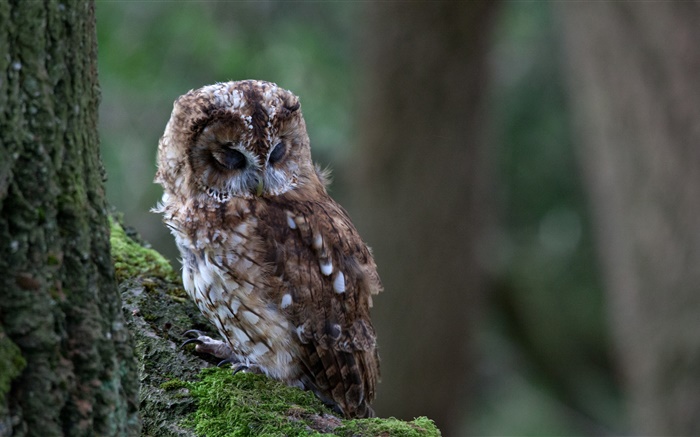 Owl schlafen, Vogel close-up, Baum, Moos Hintergrundbilder Bilder