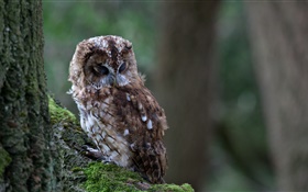 Owl schlafen, Vogel close-up, Baum, Moos HD Hintergrundbilder