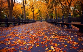 Park, Herbst, Bank, Bäume, Blätter, Pfad