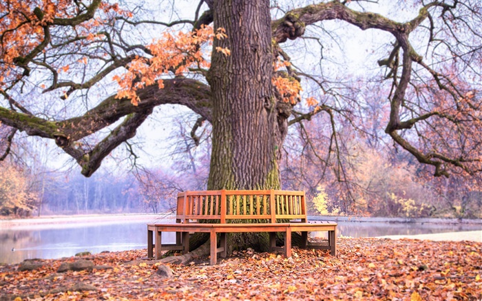 Park, großer Baum, Bank, Herbst Hintergrundbilder Bilder