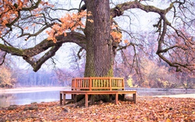 Park, großer Baum, Bank, Herbst HD Hintergrundbilder