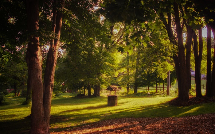 Park, Gras, Bäume, Sonnenstrahlen , Sommer Hintergrundbilder Bilder