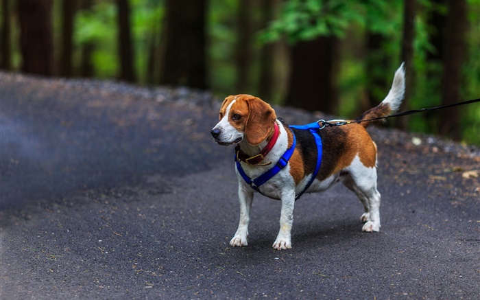 Haustier, Hund, Beagle Hintergrundbilder Bilder