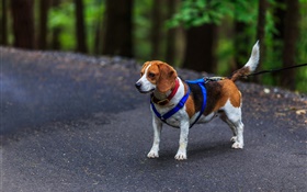 Haustier, Hund, Beagle HD Hintergrundbilder