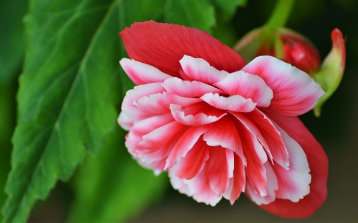 Rosa Begonie Blume, Blütenblätter , Makrofotografie Hintergrundbilder Bilder