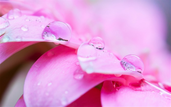 Rosa Blume Makro-Fotografie, Blütenblätter , Tau Hintergrundbilder Bilder