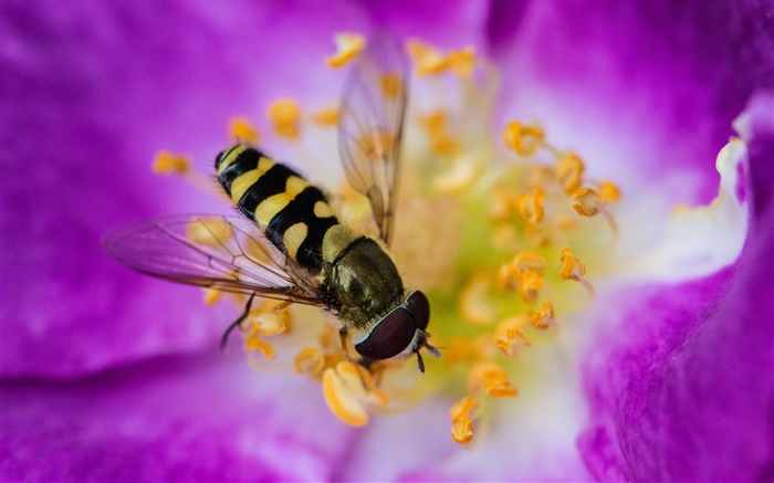 Rosa Blume, Blütenblätter , Insekt, Biene Hintergrundbilder Bilder