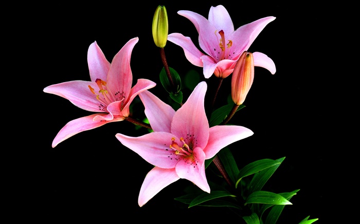 Rosa Lilie Blumen, Blüten, Stängel, schwarzer Hintergrund Hintergrundbilder Bilder