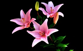 Rosa Lilie Blumen, Blüten, Stängel, schwarzer Hintergrund HD Hintergrundbilder
