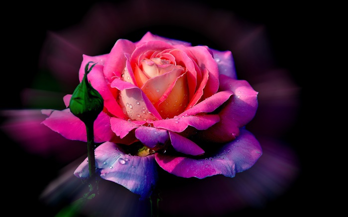 Rosa Rose Blume, Tau, Knospe Hintergrundbilder Bilder