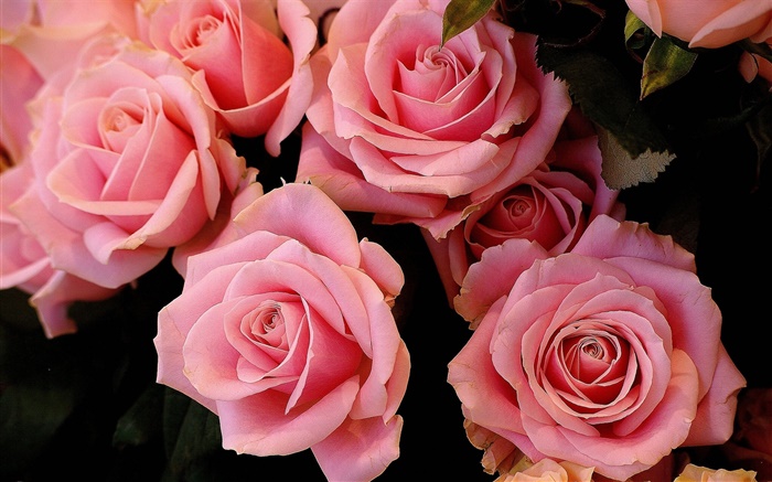 Rosa Rose Blumen, Blüten Hintergrundbilder Bilder
