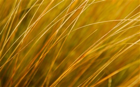 Pflanze, Nahaufnahme, gelbes Gras, Herbst HD Hintergrundbilder