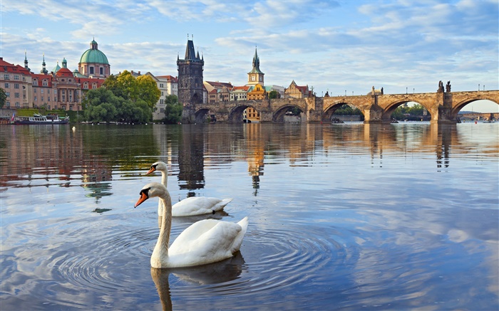 Prag, Tschechische Republik, Charles-Brücke, Haus, Moldau, Schwäne Hintergrundbilder Bilder