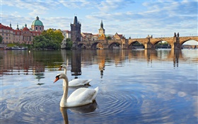 Prag, Tschechische Republik, Charles-Brücke, Haus, Moldau, Schwäne HD Hintergrundbilder