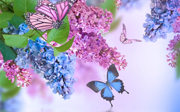 Lila Blüten, lila, Schmetterling Hintergrundbilder Bilder