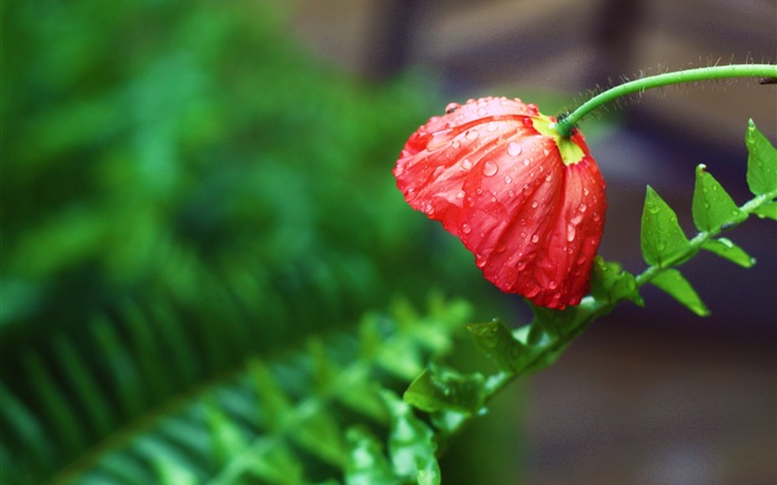Rote Blume, nach dem regen, Wassertropfen , grüne Blätter Hintergrundbilder Bilder