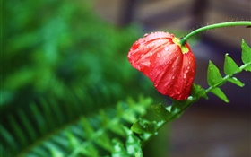 Rote Blume, nach dem regen, Wassertropfen , grüne Blätter HD Hintergrundbilder