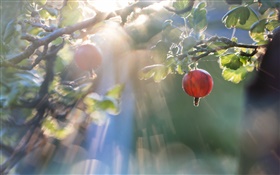 Rote Johannisbeere, Sonnenstrahlen HD Hintergrundbilder