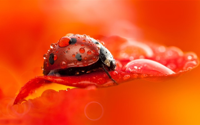 Roter Marienkäfer , Käfer, Insekt, rot Blütenblatt , Tau, Makro-Fotografie Hintergrundbilder Bilder