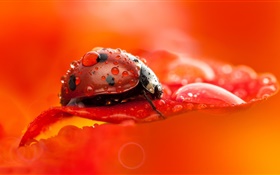 Roter Marienkäfer , Käfer, Insekt, rot Blütenblatt , Tau, Makro-Fotografie HD Hintergrundbilder
