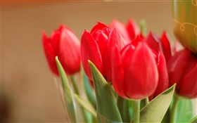 Rote Tulpe Blumen, Blätter, Bokeh
