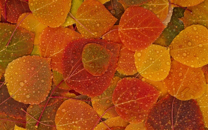 Rote gelbe Blätter, Herbst, Wassertropfen Hintergrundbilder Bilder