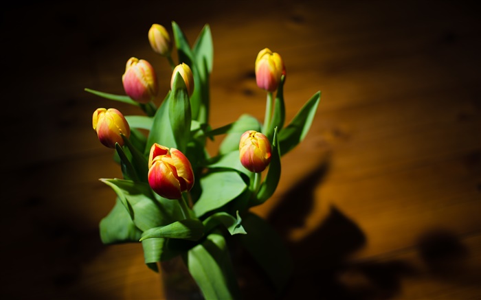Red gelben Blüten, Blumen, Tulpen Hintergrundbilder Bilder