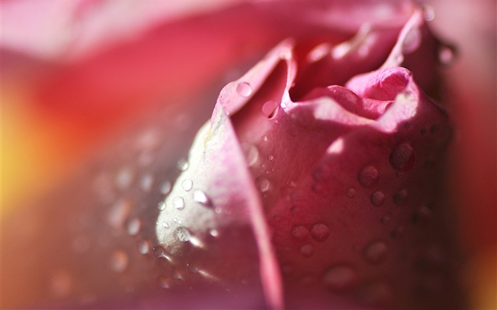 Rose Makro-Fotografie, Blütenblätter , rosa, Wassertropfen Hintergrundbilder Bilder