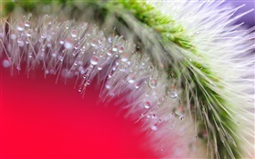 Setaria close-up, Wasser, Tau HD Hintergrundbilder