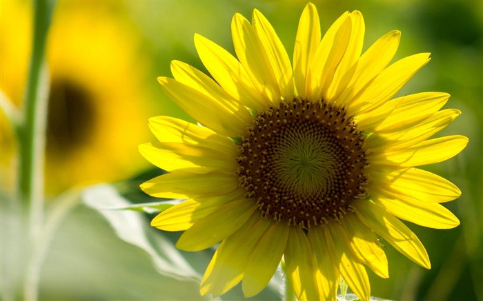Sunflower close-up, gelbe Blütenblätter , Bokeh Hintergrundbilder Bilder