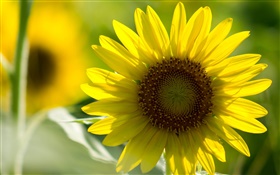 Sunflower close-up, gelbe Blütenblätter , Bokeh