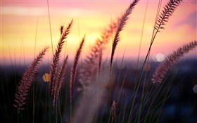 Sonnenuntergang, rot Himmel, Gras, Glanz, Kontur HD Hintergrundbilder