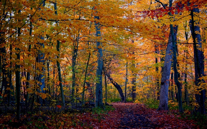 Spur, Wald, Bäume, Herbst, gelbe Blätter Hintergrundbilder Bilder
