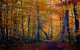 Spur, Wald, Bäume, Herbst, gelbe Blätter