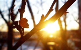 Baum, Äste, Blätter, Sonnenuntergang, Sonnenstrahlen , Blendung, Herbst HD Hintergrundbilder
