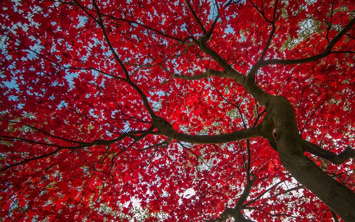 Baum, rote Blätter, Herbst, Himmel Hintergrundbilder Bilder