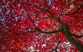 Baum, rote Blätter, Herbst, Himmel