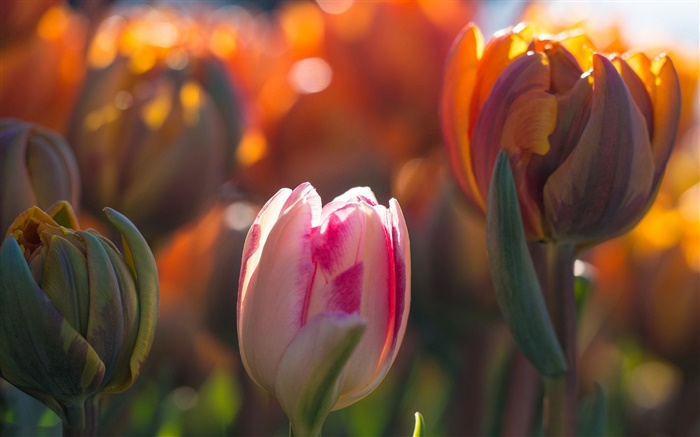 Tulpen Blüten, Knospen, Bokeh, Sonnenlicht Hintergrundbilder Bilder