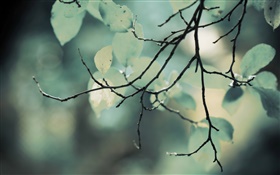 Zweige, Blätter, Bokeh HD Hintergrundbilder