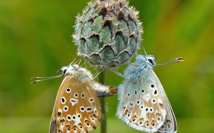 Zwei Schmetterlinge, Pflanzen, grünen Hintergrund Hintergrundbilder Bilder