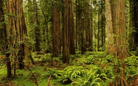 USA, Kalifornien, Redwood National und State Parks, Wald, Bäume HD Hintergrundbilder