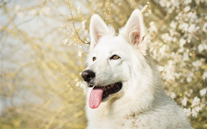 Weißer Schweizer Schäferhund Hintergrundbilder Bilder