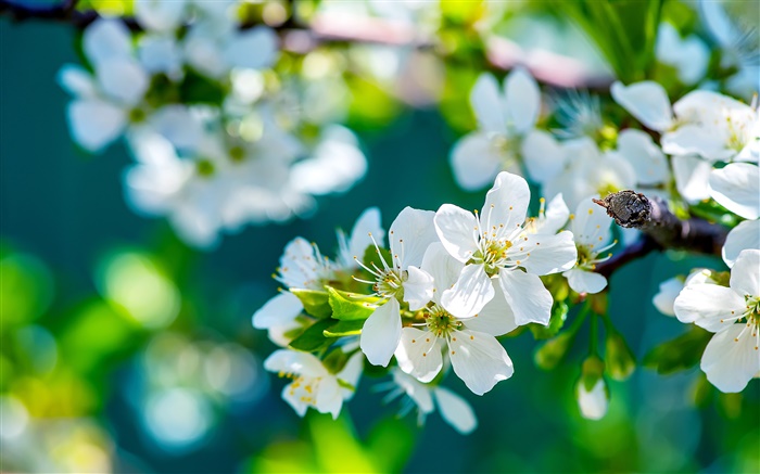Weiße Apfel Blumen, Frühling, sonnig Hintergrundbilder Bilder