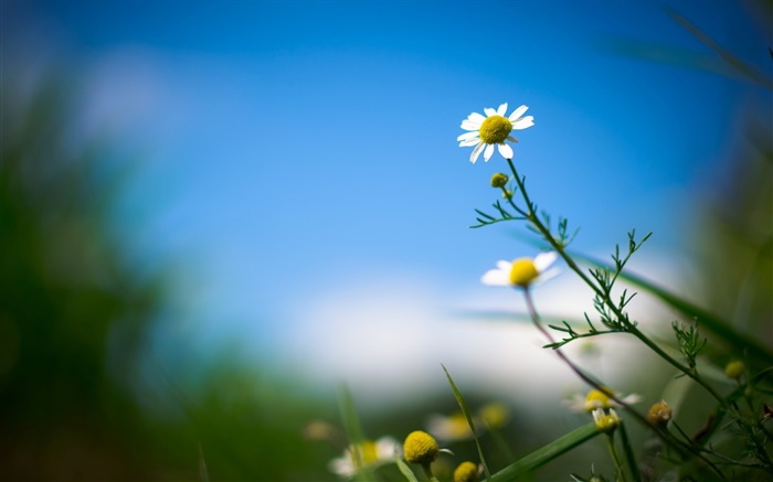 White Daisy, Blume, blauer Himmel, unscharfen Hintergrund Hintergrundbilder Bilder