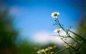 White Daisy, Blume, blauer Himmel, unscharfen Hintergrund HD Hintergrundbilder