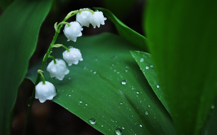 Weiße Blumen, grüne Blätter, Wassertropfen Hintergrundbilder Bilder