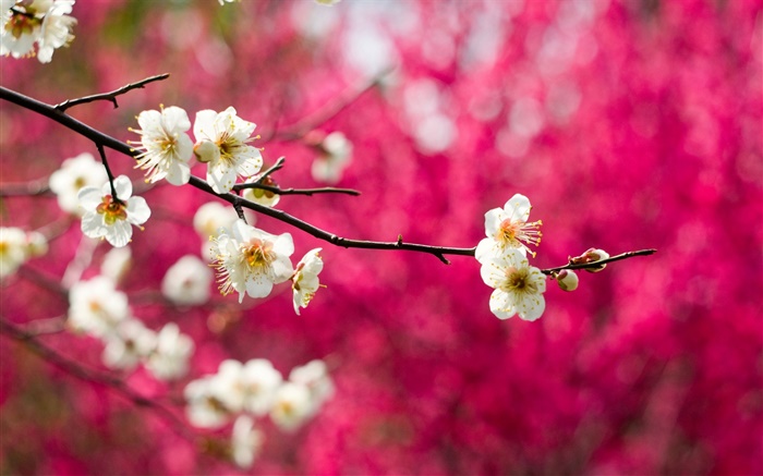 Weiße Pflaume Blumen blühen, Zweige, Frühling, rotem Hintergrund Hintergrundbilder Bilder