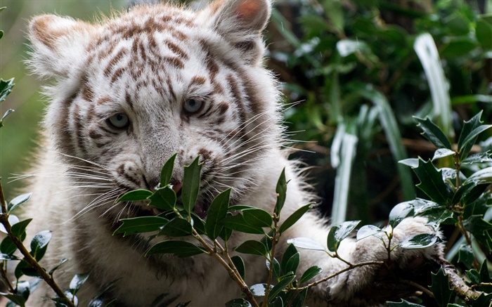 Weißer Tiger, junges, Zweige Hintergrundbilder Bilder