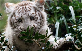 Weißer Tiger, junges, Zweige HD Hintergrundbilder