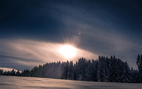 Winter, Schnee, Wald, Bäume, Sonnenuntergang HD Hintergrundbilder
